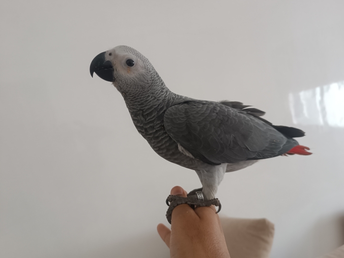 Perroquet gris du Gabon top