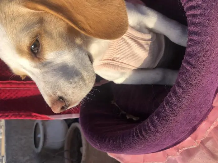 Beagle femelle vacciné