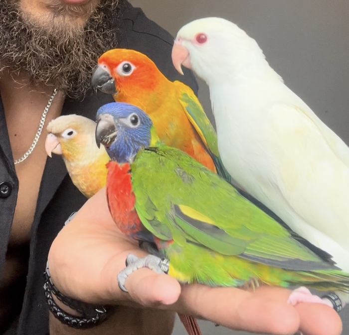 perroquet élevé à la main