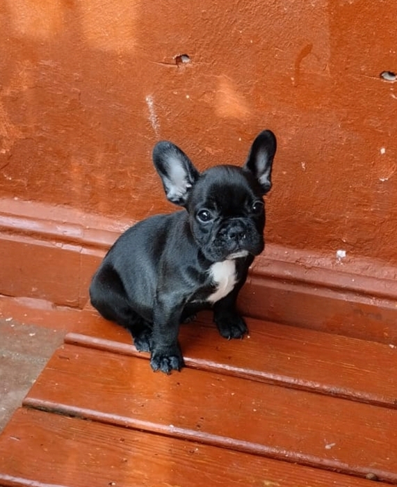 Bulldog Français 🇫🇷