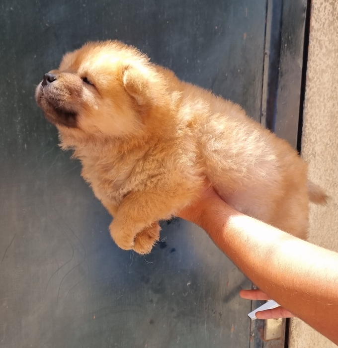 Chiot chow chow