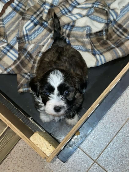 Bichon havanais femelles