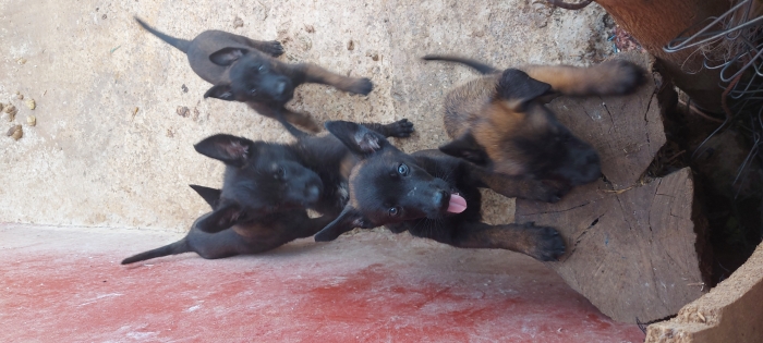 كلاب المانيلوا