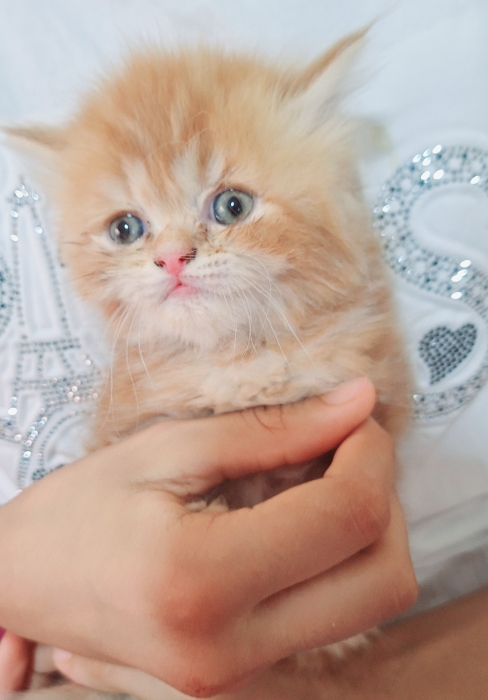 Chatton persan himalaya mon face