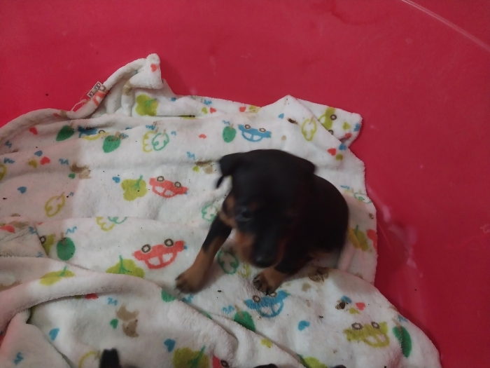 Miniature Pinscher 2 Boy Puppies