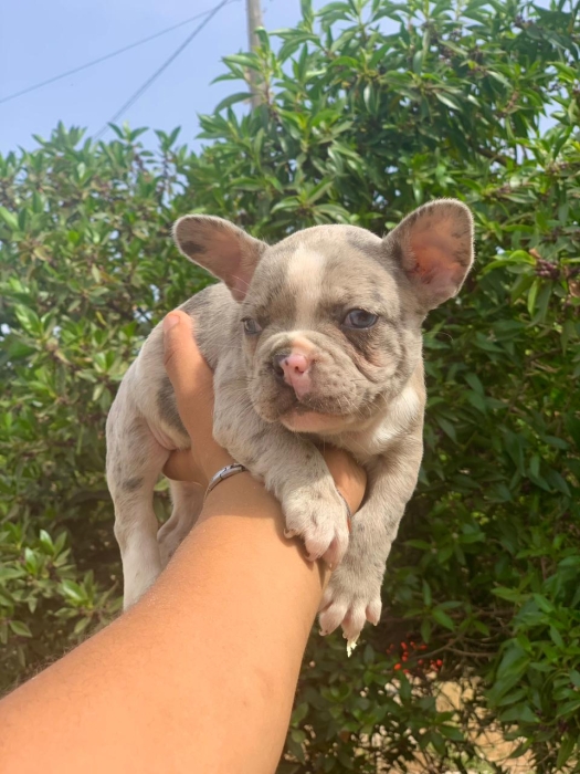 Bulldog Français exotic 🇫🇷