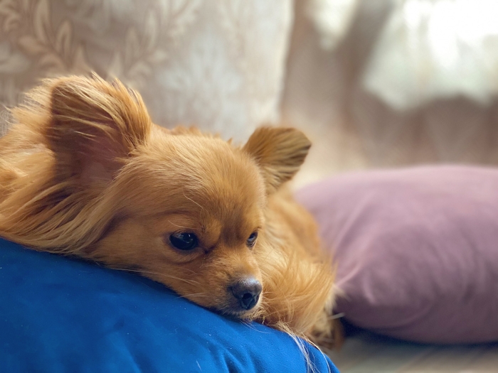 Chien épagneul nain