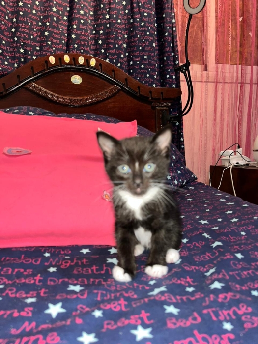 Châteaux pour adopter