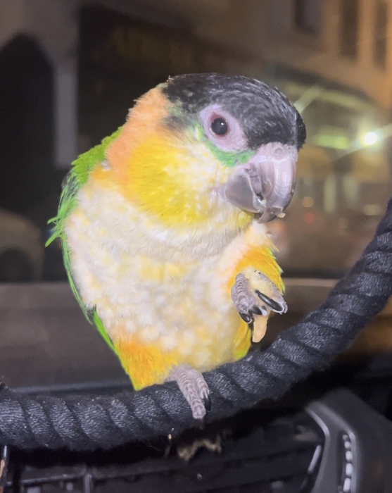 Caïque there orange Et tete noir