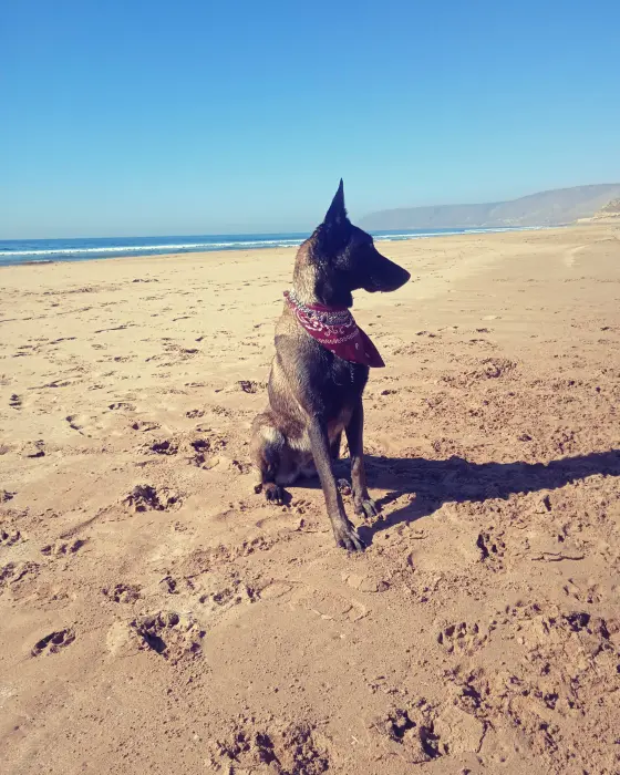 Chiots Berger belge malinois