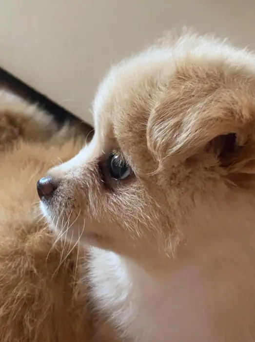 Chiot Spitz nain mixé