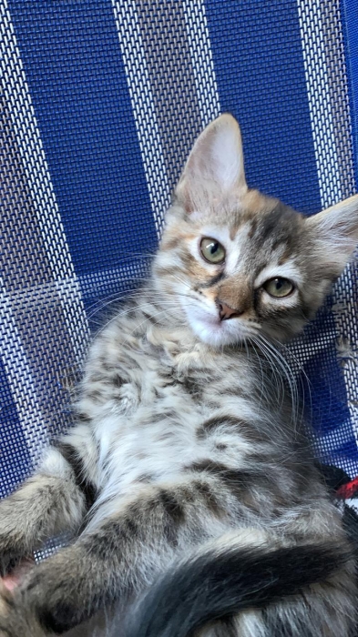 Chatons siamois croisés pour adoption