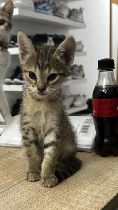 Chatons pour adoption. Marrakech