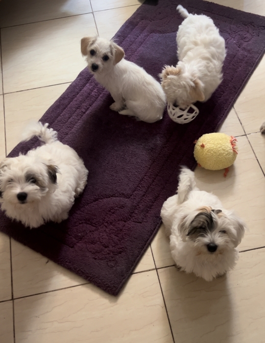 Adorables Bichons