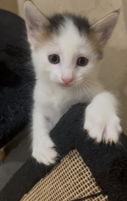 4 châtons pour adoption Casa