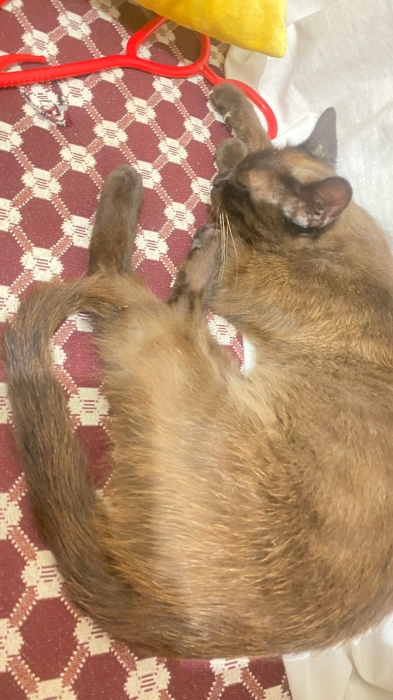 Adorable chatte cherche une maison aimante à adopter