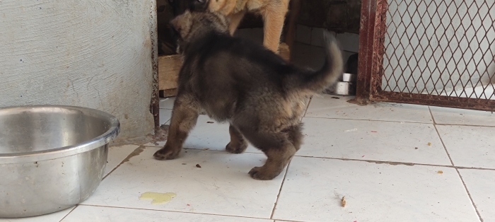 Chiot Berger Allemand gris femelle