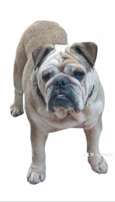 Disp mal bulldog ongle