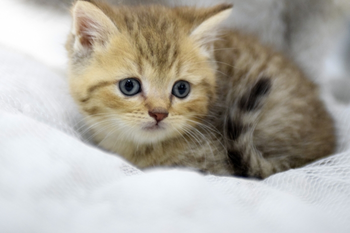 Chatons British & Scottish