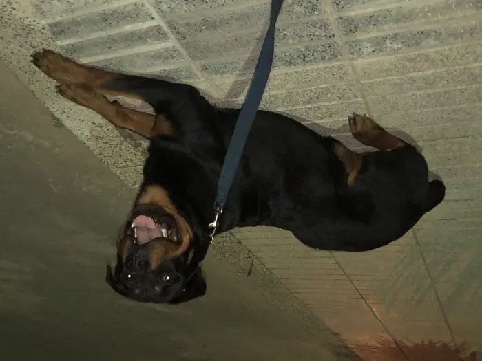 Mâle Rottweiler à vendre