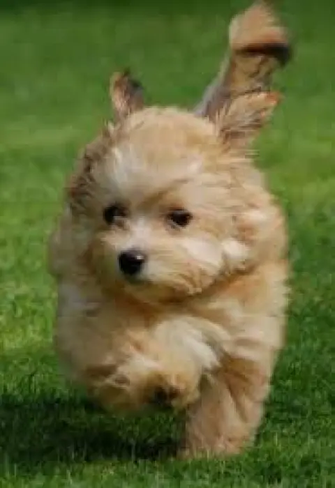 Femelle bichon de 4mois