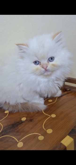 Chat persan himalaya