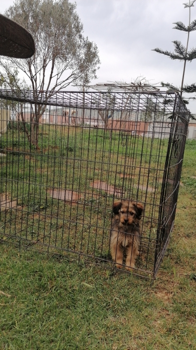 Bichon Havanais 🎊