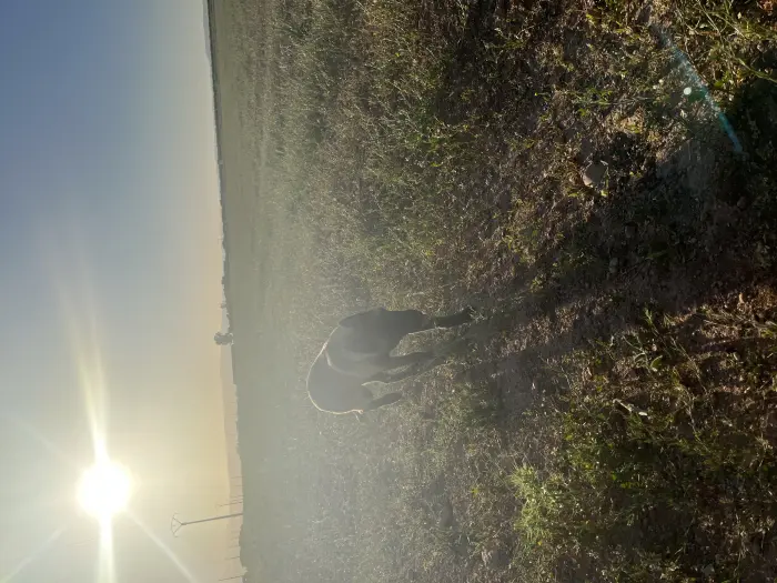 Femelle malinoi charbonnier vaccinée