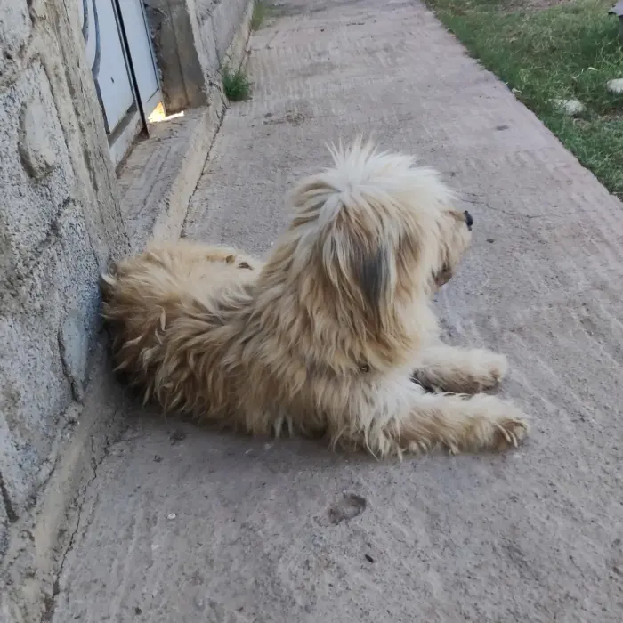 Bichon Havanais grand taille