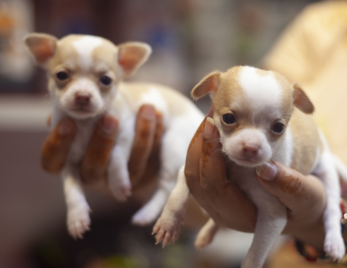 chiots CHIHUAHUA miniature