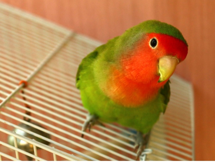 Oiseau dressé à Casablanca Maroc