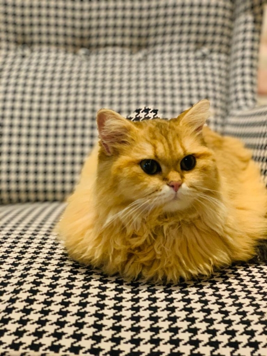 Chat Scottish long hair