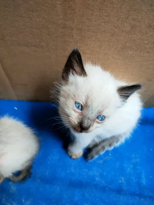 Chatons siamois à vendre