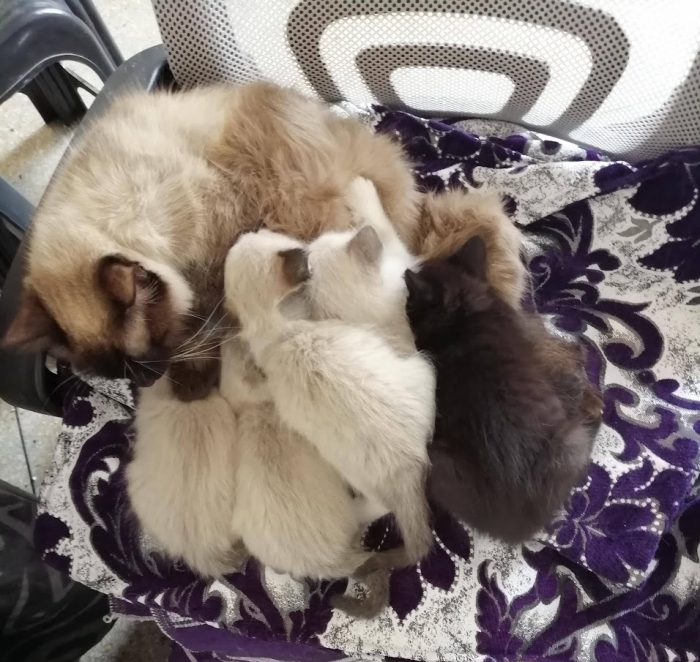 Chat Femelle - Un Mix entre le British croisé & la Siamoi