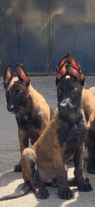 Chiot malinois pure à vendre