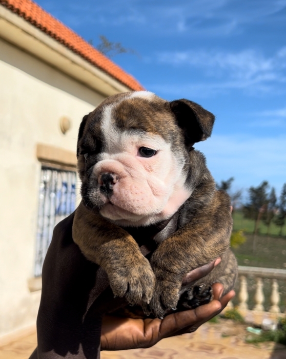 Bulldog Anglais