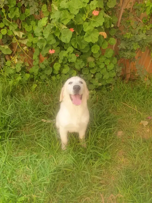 Golden retriever 4 mois