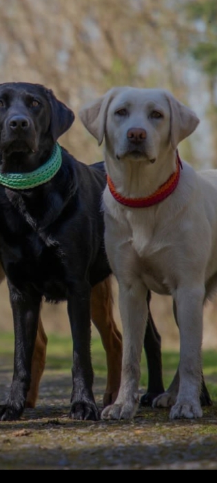 Tous types chiens a vendre aussi garder les tous types