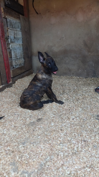 Chiots berger hollandais