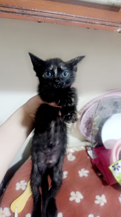 Des petits chat a adoptés