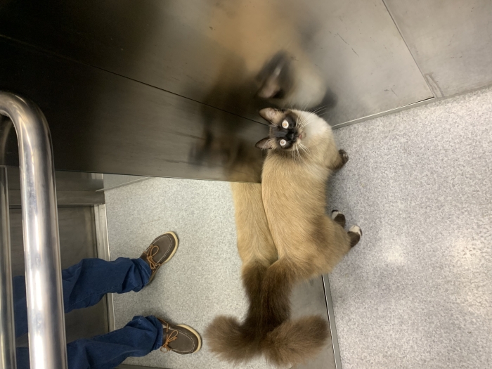 Siamois magnifique 3 ans