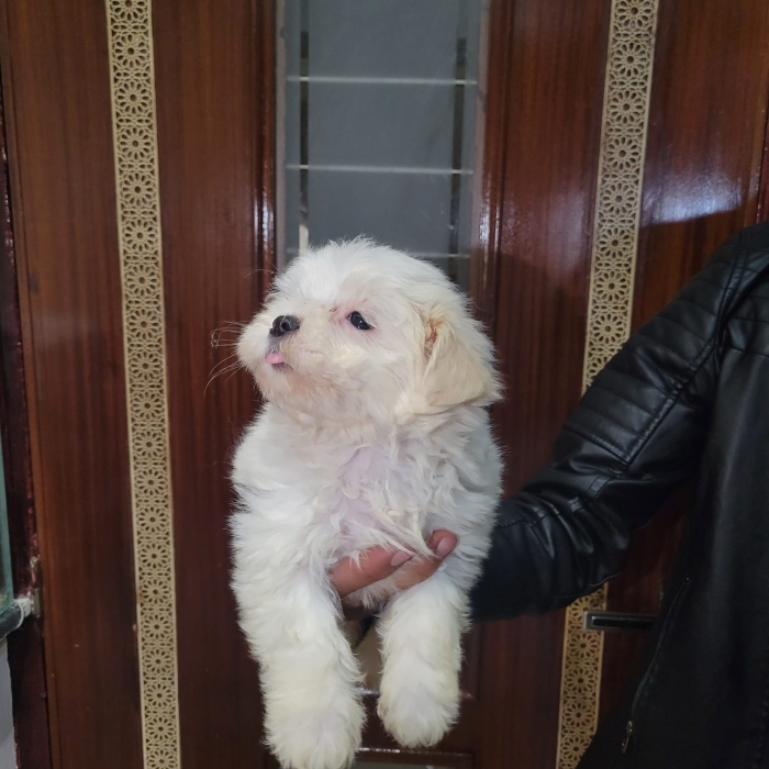 Bichon maltais