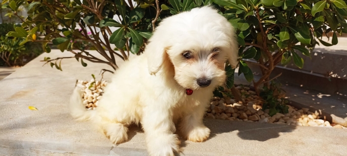 Bichon maltais blanc pure , mal disponible sur rabat. Vaccine et vermifuge
