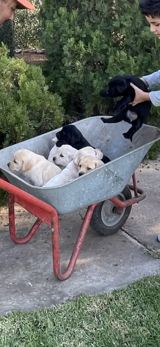 Chiots labrador