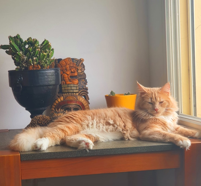 De père mainecoon ( male )