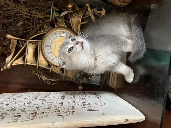 Scottish fold à vendre