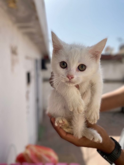 Chaton Angora à vendre