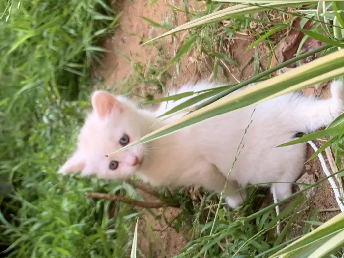 Chatons race Angora Turc à vendre
