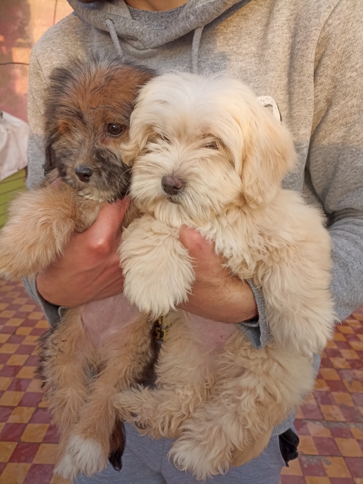Bichon caniche Yorkshire