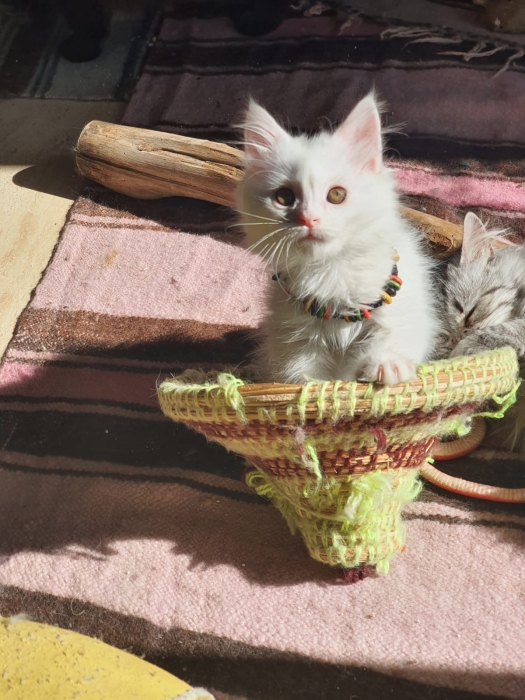 Père mainecoon mère british